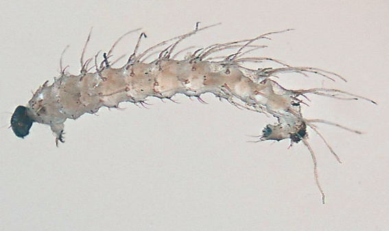 Ceratopogonidae, Meigen, 1803 - Ceratopogonidés | Sandre 