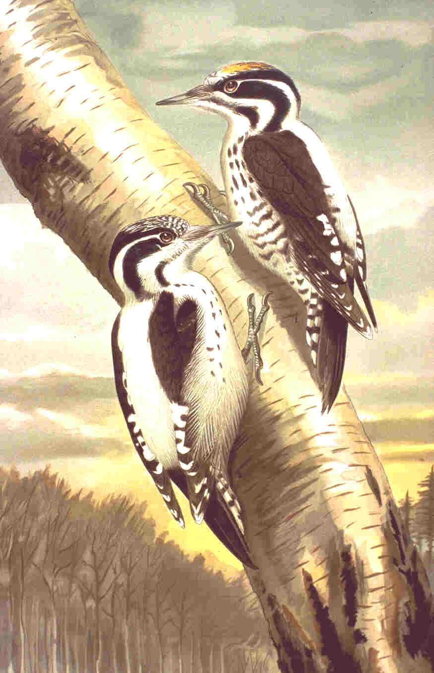 Picoides tridactylus, (Linnaeus, 1758) - Pic tridactyle | Sandre 