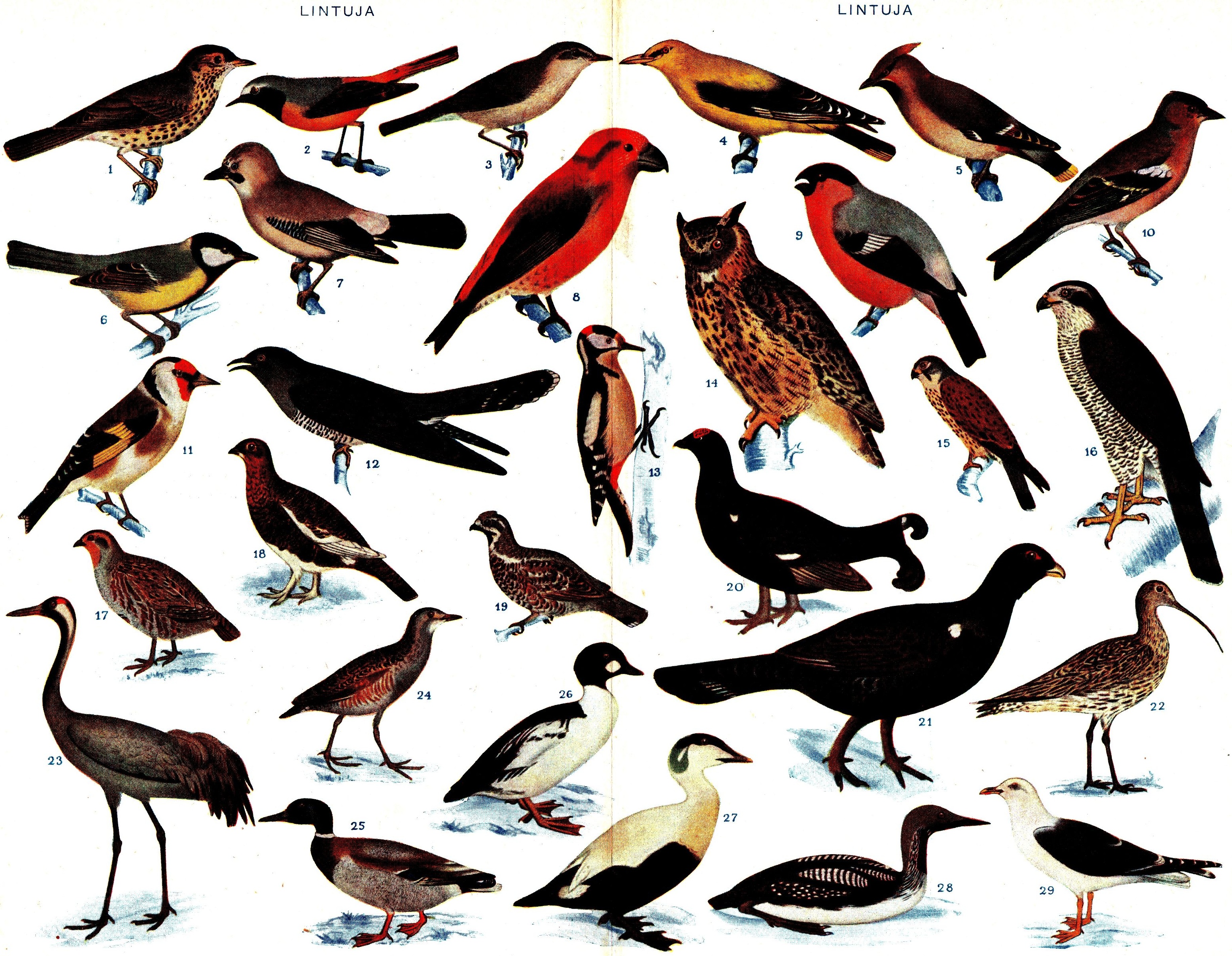 Aves, Linnaeus, 1758 - Oiseaux | Sandre 