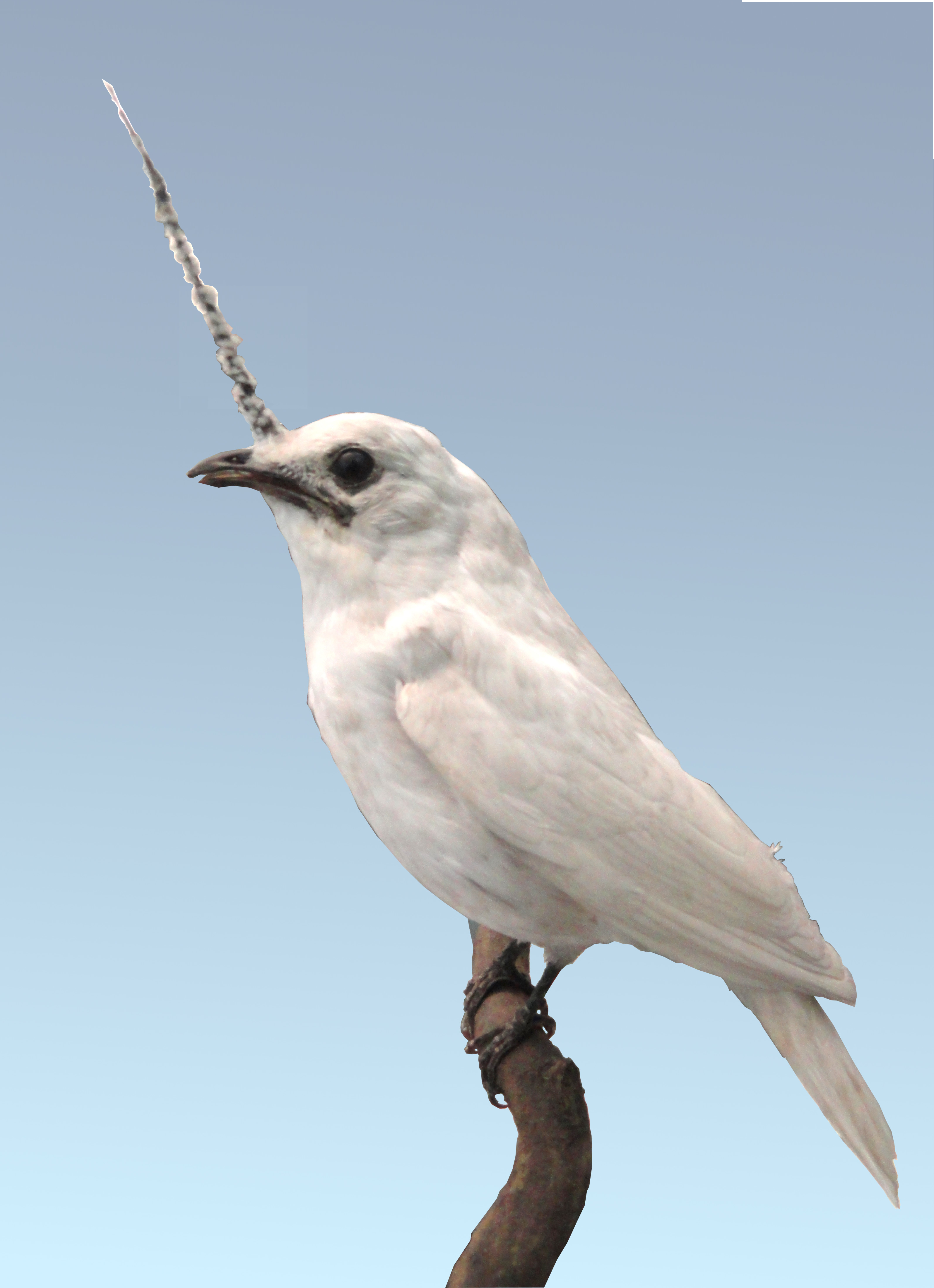 Procnias alba, (Hermann, 1783) - Araponga blanc | Sandre 
