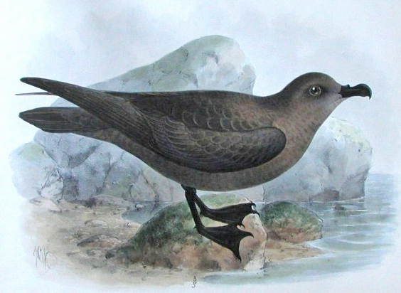 Pterodroma macroptera, (A. Smith, 1840) - Pétrel noir | Sandre 