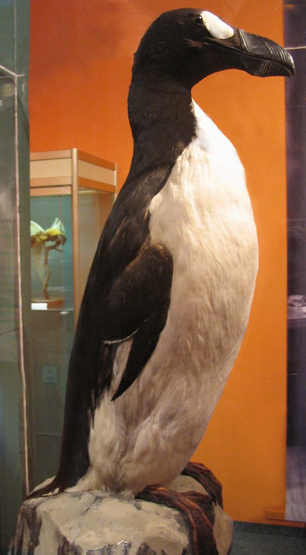 Pinguinus impennis, (Linnaeus, 1758) - Grand Pingouin | Sandre 