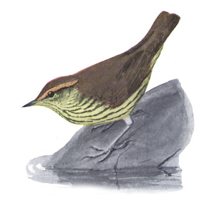 Parkesia noveboracensis, (Gmelin, 1789) - Paruline des ruisseaux | Sandre 