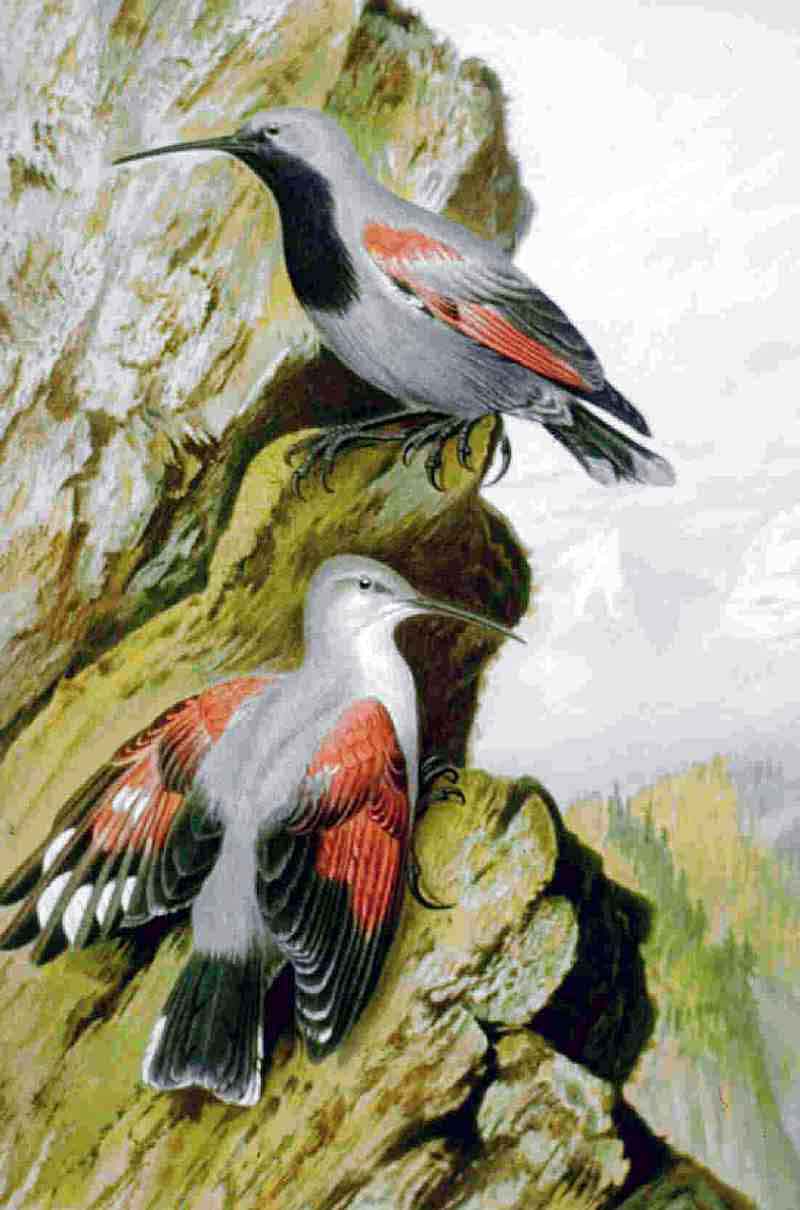Tichodroma muraria, (Linnaeus, 1758) - Tichodrome échelette | Sandre 
