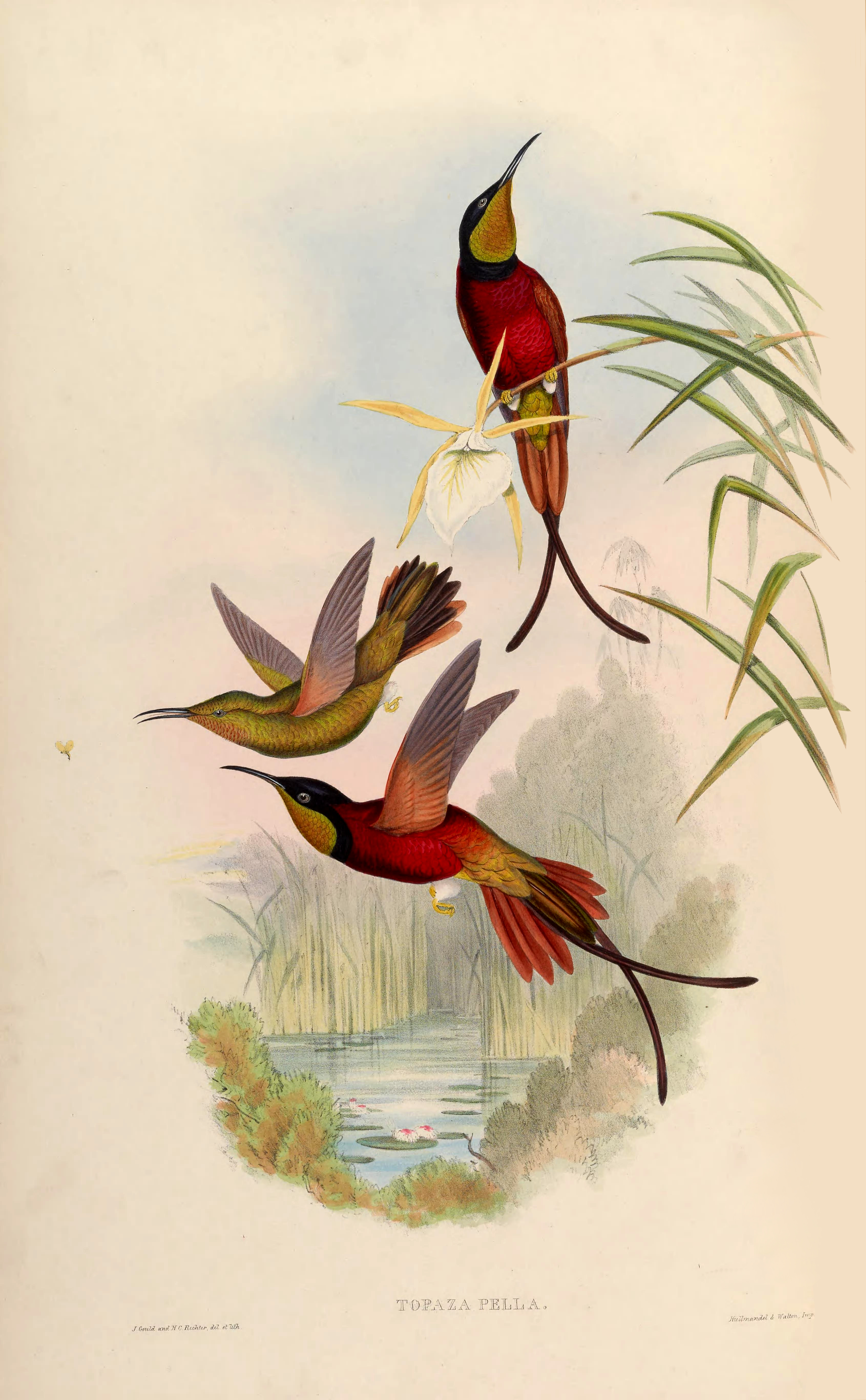 Topaza pella, (Linnaeus, 1758) - Colibri topaze | Sandre 