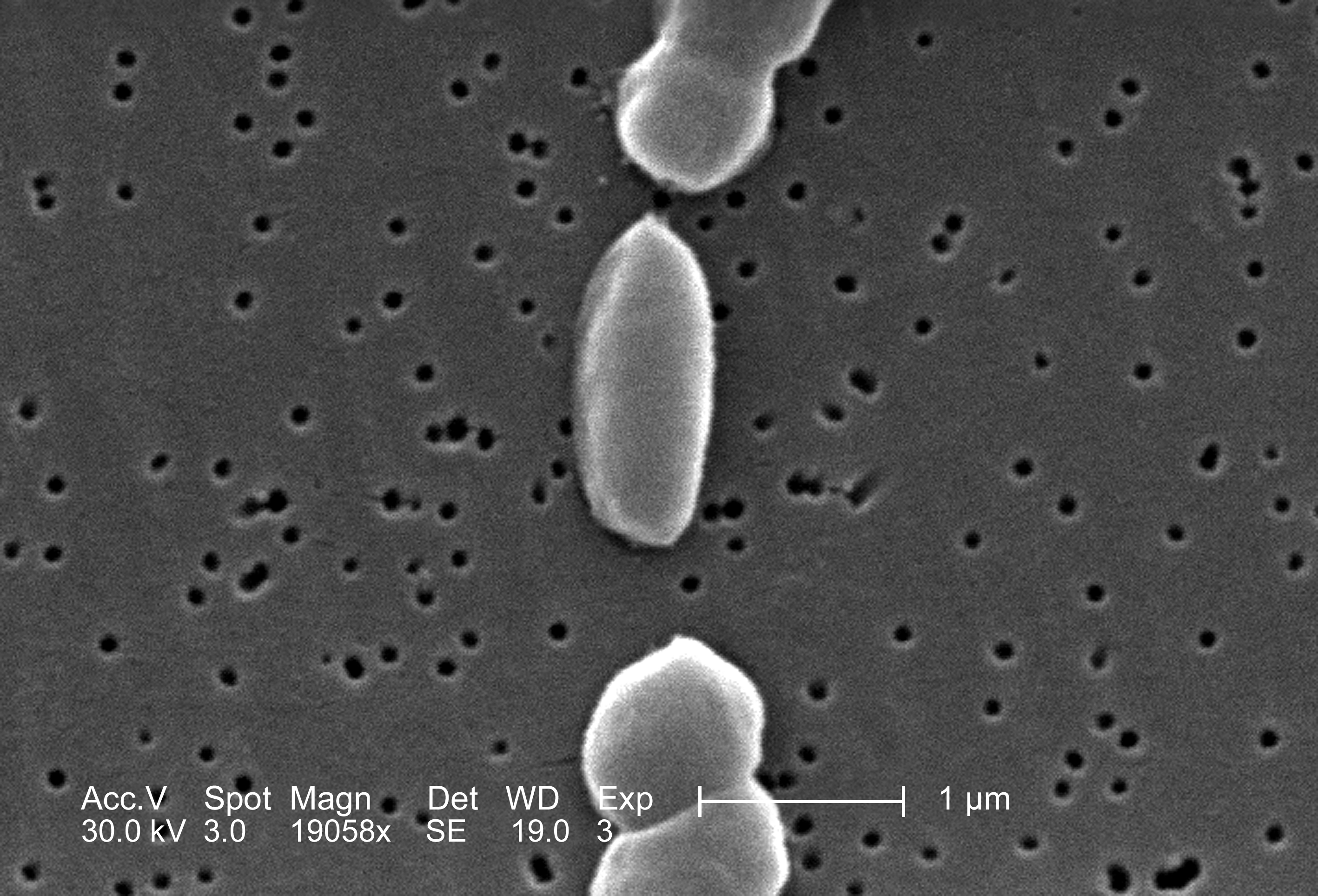 Vibrio parahaemolyticus - Paramètre microbiologique