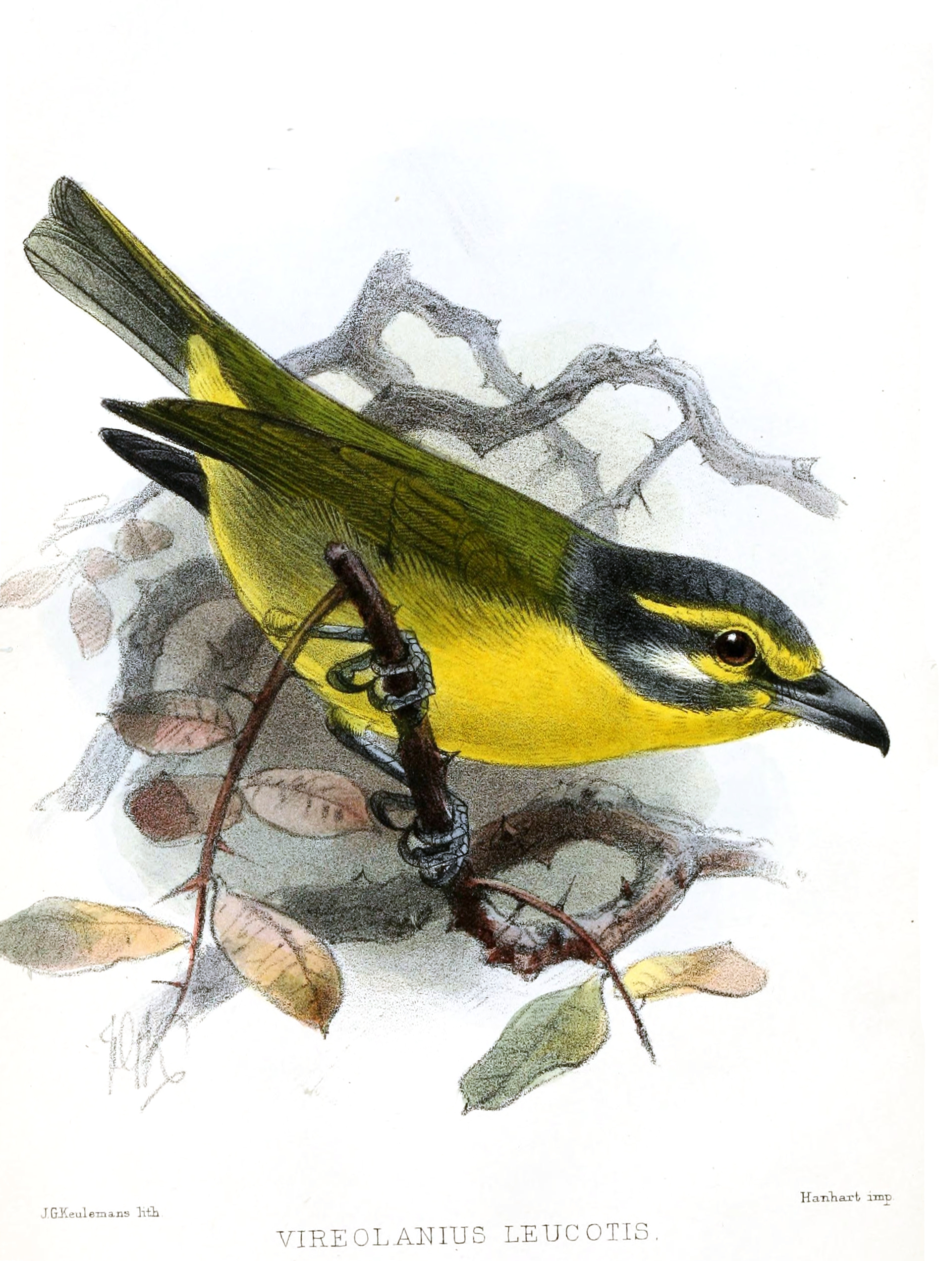 Vireolanius leucotis, (Swainson, 1837) - Smaragdan oreillard | Sandre 