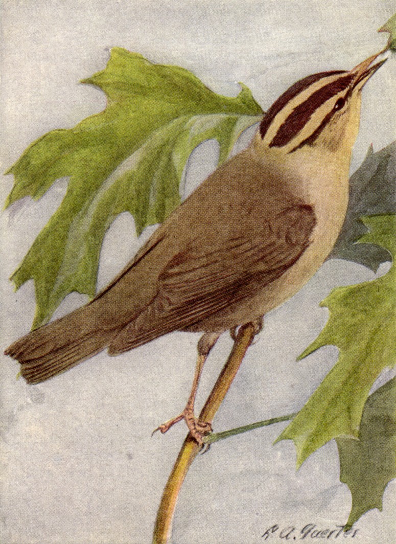 Helmitheros vermivorus, (Gmelin, 1789) - Paruline vermivore | Sandre 