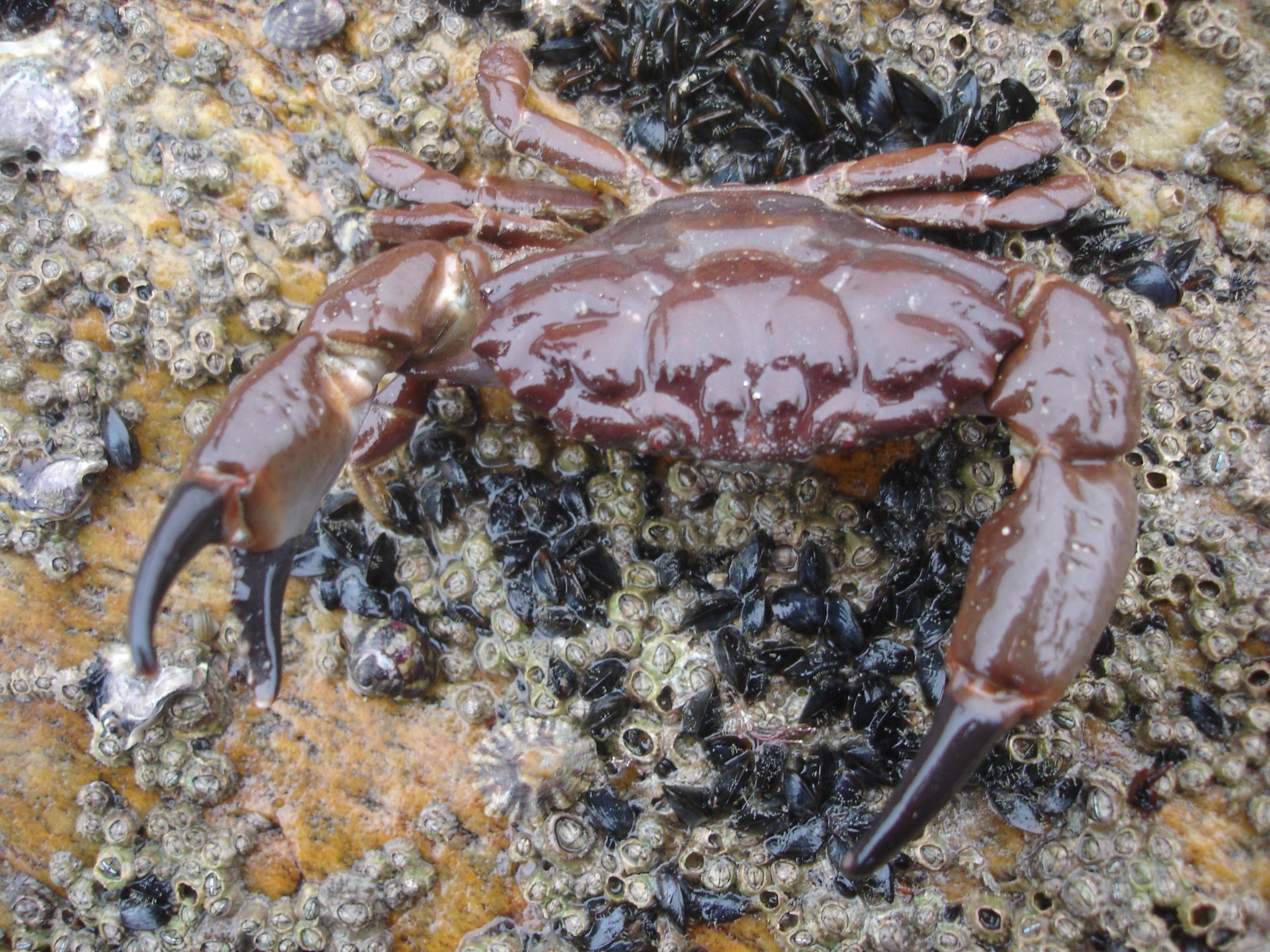 Xantho hydrophilus, (Herbst, 1790) - Crabe de pierre | Sandre