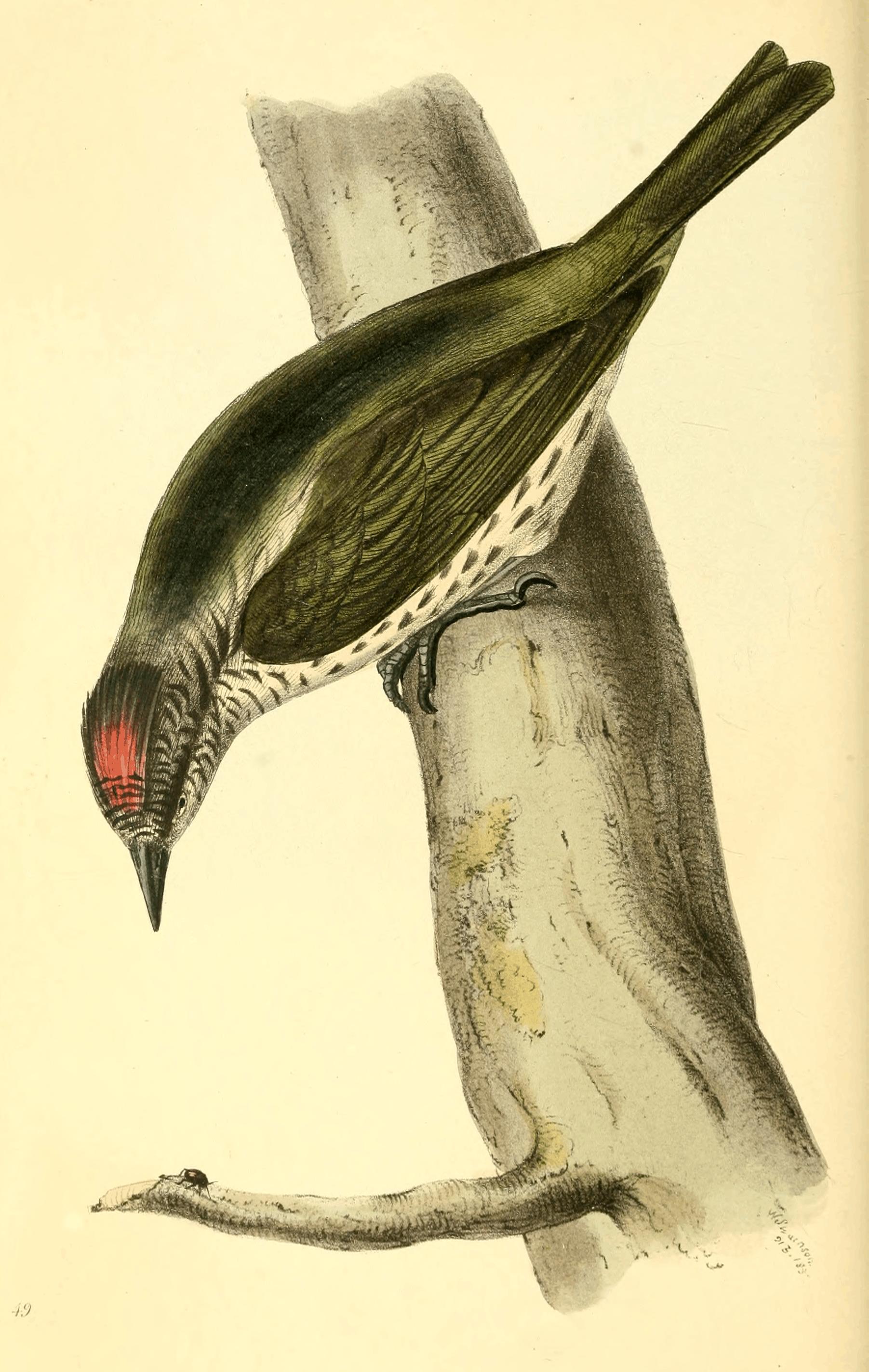 Oxyruncus cristatus, (Swainson, 1821) - Oxyrhynque huppé | Sandre 